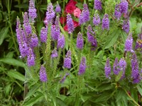 Вероника колосистая – Veronica spicata L.