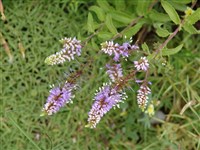 Вероника крупная – Veronica grandis Fisch.ex Spreng.