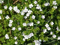 Вероника нитевидная – Veronica filiformis Sm.