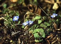 Вероника персидская