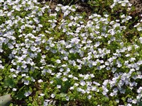 Вероника ползучая – Veronica repens Clarion ex DC.