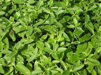 Вероника поточная, поточник европейский – Veronica beccabunga L.