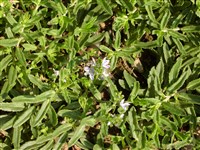 Вероника простертая, скальная – Veronica prostrata L.