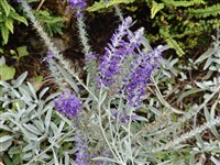 Вероника седая – Veronica incana L.