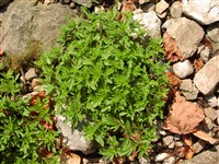 Вероника цветоножковая – Veronica peduncularis Bieb.