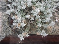 Вероника шелковистая – Veronica bombycina Boiss.et Kotshcy.