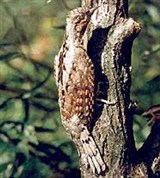 Вертишейка (на дереве)