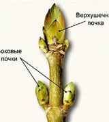 Верхушечная и пазушные почки (схема)