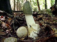 Веселка (Веселка обыкновенная)