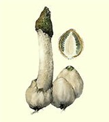 Веселка (гриб)