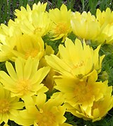 Весенний Адонис (цветение)