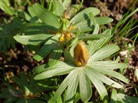 Весенник зимний – Eranthis hyemalis (L.) Salisb. (1)