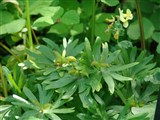 Весенник зимний – Eranthis hyemalis (L.) Salisb. (2)