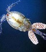 Веслоногие ракообразные