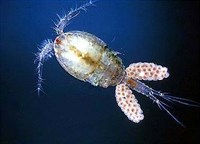 Веслоногие ракообразные