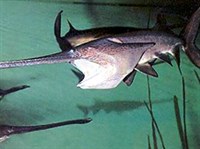 Веслоносы (Веслонос)