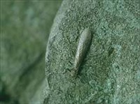 Веснянки (отряд насекомых)