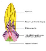 Вестибулярный аппарат. схема гребешка лабиринта