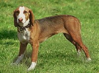 Вестфальский таксообразный бракк