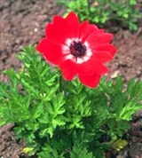 Ветреница (анемона)