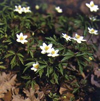 Ветреница (дубравная)