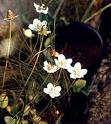 Ветреница (лесная)