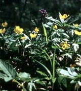 Ветреница (лютиковая)