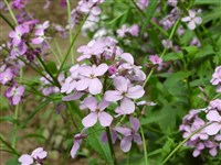 Вечерница Матроны, дамская, ночная фиалка – Hesperis matronalis L.