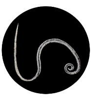 Взрослая аскарида