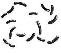 Вибрионы (рисунок)