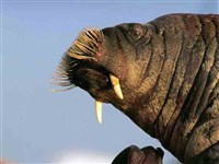 Вибриссы (у моржа)