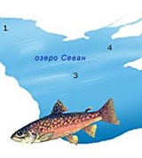 Видообразование (экологическое видообразование)