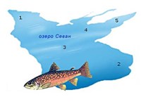 Видообразование (экологическое видообразование)