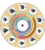 Вид (в биологии, экологический критерий)