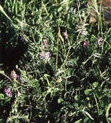 Вика (заросли)