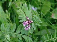 Вика заборная – Vicia sepium L.