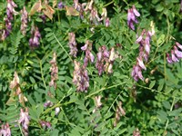 Вика кашубская – Vicia cassubica L.