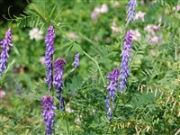 Вика мышиная – Vicia cracca L.