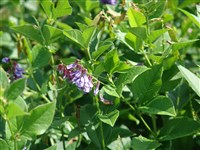 Вика однопарная – Vicia unijuga A.Braun. (1)