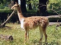 Викунья (Vicugna vicugna)