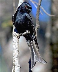 Вилохвостый дронго (Dicrurus adsimilis)