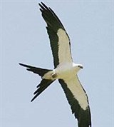 Вилохвостый коршун (в полете)