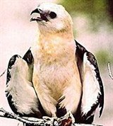 Вилохвостый коршун (Elanoides forficatus)