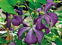 Вилт (у клематиса)