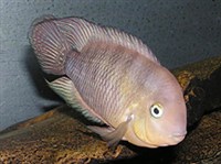 Винноплавничный архоцентрус