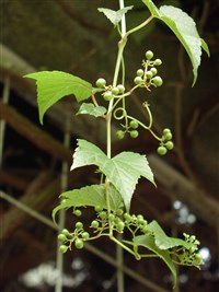 Виноградовник короткоцветоножковый – Ampelopsis brevipedunculata (Maxim.) Trautv.