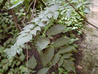 Виноградовник крупнолистный – Ampelopsis megalophylla (Veitch.) Diels. & Gilg.