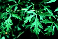 Виноградовник японский – Ampelopsis japonica (Thunb.) Mak.