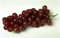 Виноград (1)