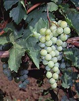 Виноград (3)